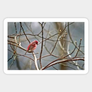 Common House Finch Sticker